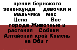 щенки бернского зененхунда. 2 девочки и 2 мальчика(2 мес.) › Цена ­ 22 000 - Все города Животные и растения » Собаки   . Алтайский край,Камень-на-Оби г.